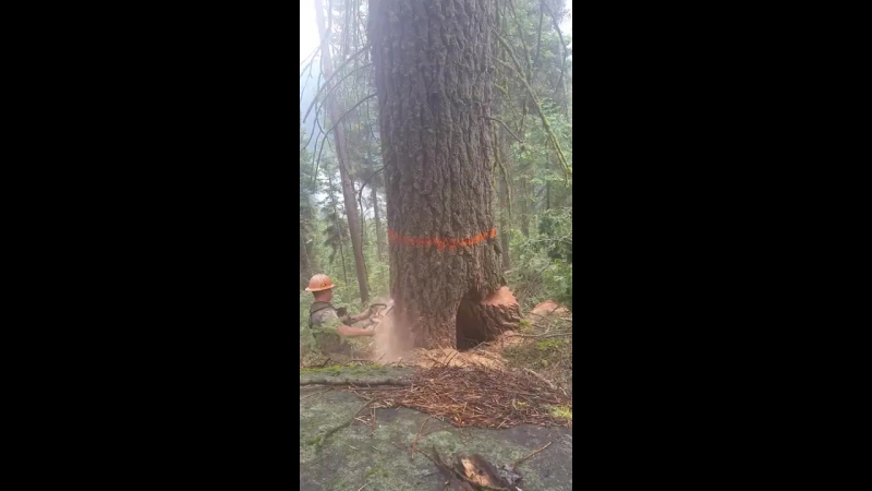 Лесоруб чудом спасся от расколовшейся ели