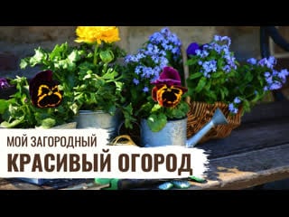 Красивый огород // мой загородный