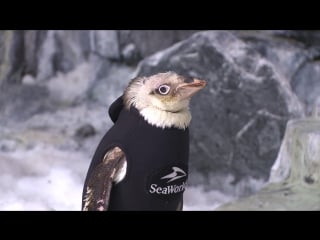 Seaworld to the rescue with the worlds cutest wetsuit