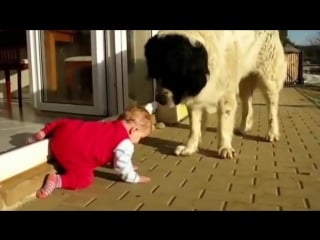 9 dog protecting baby best babysitting cute dogs compilation (1)