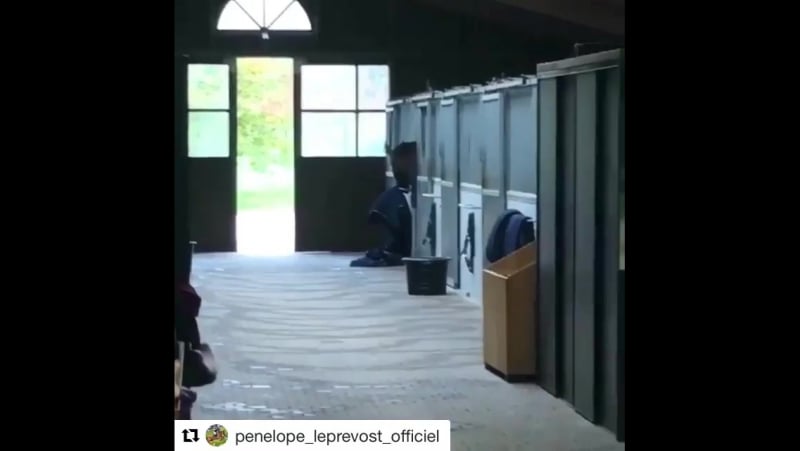 Воспитанная лошадь