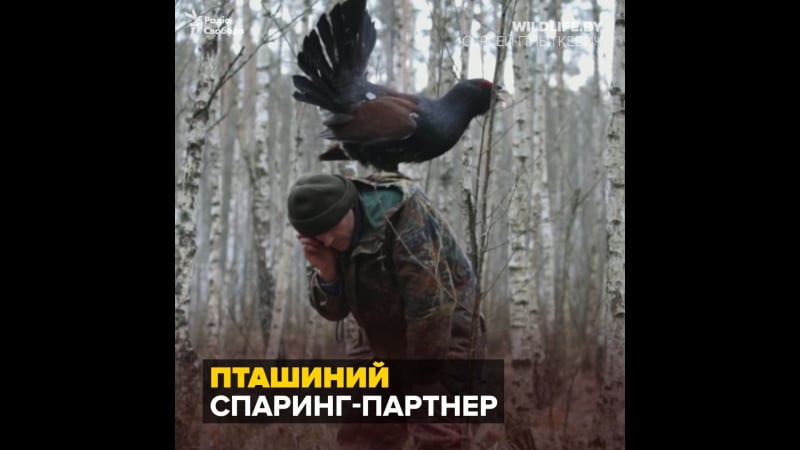 Глухар і його спаринг партнер