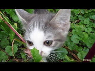 Kitten hissing at me because the first time he saw a man