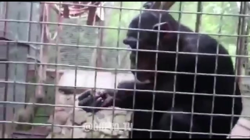 Двуногие, подгоните хороший косячок