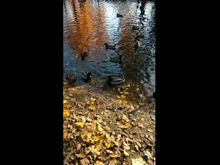 Vid 20201101 142034 mp4