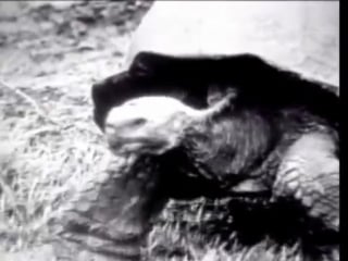 Красивая пришла я, ты, рептилия