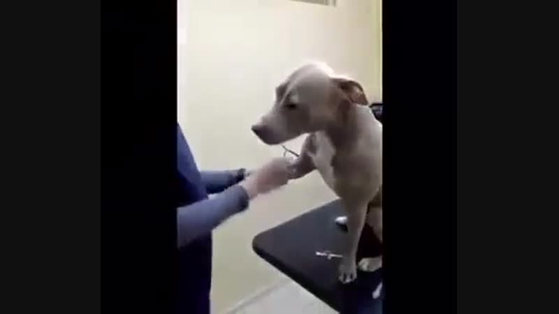 Рай для ветеринара