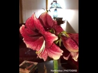 #гиппеаструм "дафна" большой! пышный! красивый!