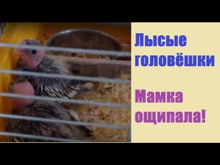 Разведение корелл ощип птенцов самка ощипывает отсаживаем маму процесс кормления