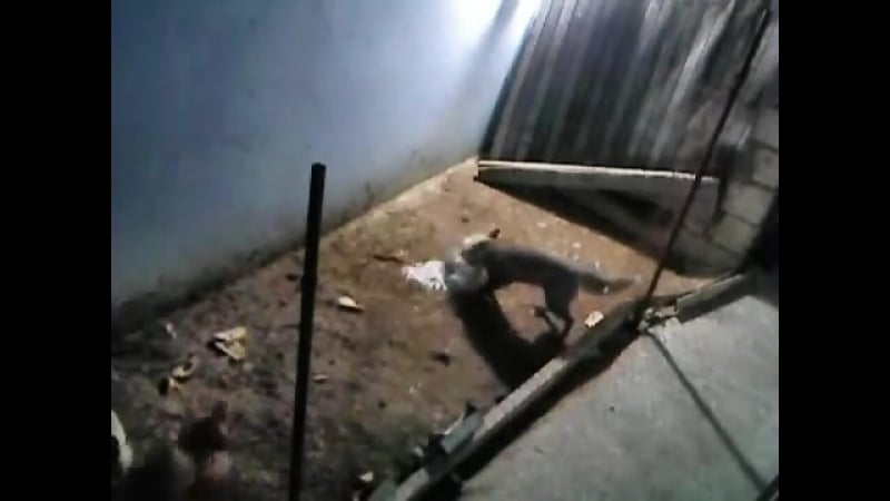 Лиса ворует цыплят