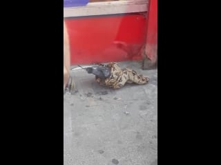 London passerby discovers snake feeding on pigeon