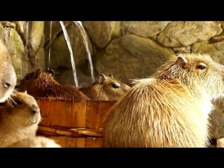 Cute capybaras taking a relaxing bath