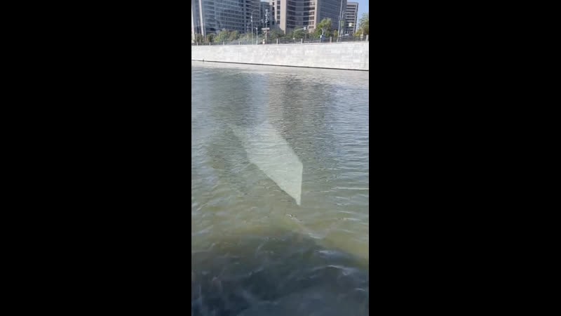 Если бы не украинские стиралки с чипами и унитазы, всего этого не было бы – сказал мыкола панасу