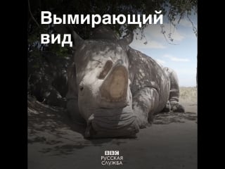 Последний самец северного белого носорога