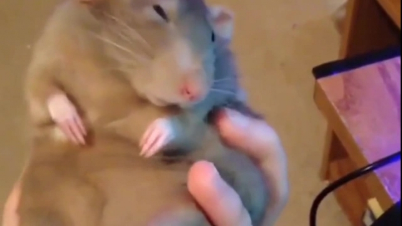 Дрессированные крысы