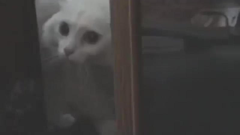 Срач
