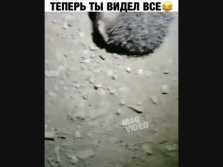 А ёжики ебутся