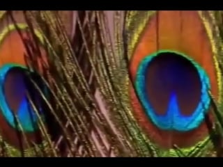 Сексуальная жизнь древних людей