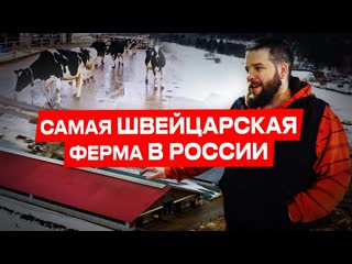 Ферма «швейцарское молоко» | обзор фермы | молочное молодые