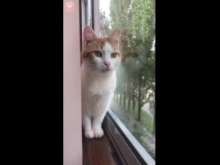 Кеша на балконе