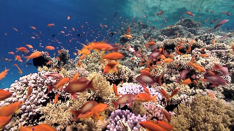 Земля мощь планеты 4 серия океаны / earth the power of the planet (2007)