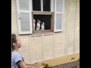 Awesome pets 20200930 0001 mp4