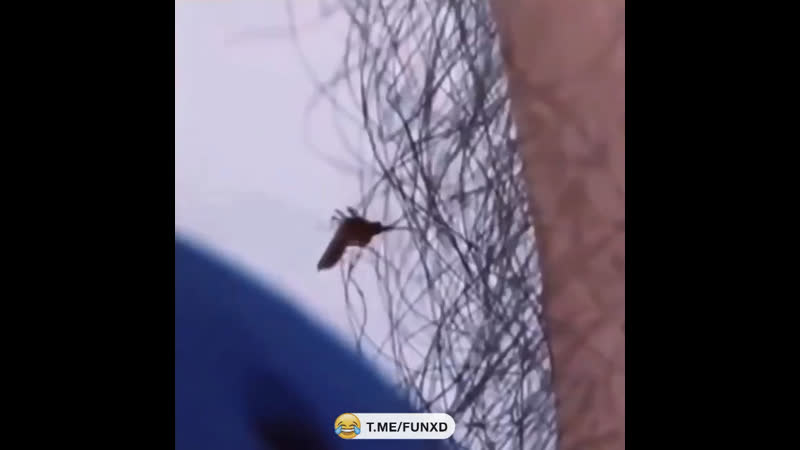 Волосатых мужиков комары меньше кусают!😂