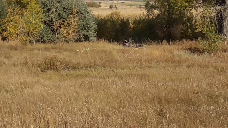 К каштан и бархат амурский