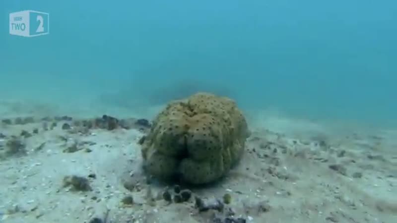 Карпусовая рыба пробирается в анус морского огурца