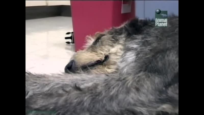 «всё о молодые» – ирландский волкодав