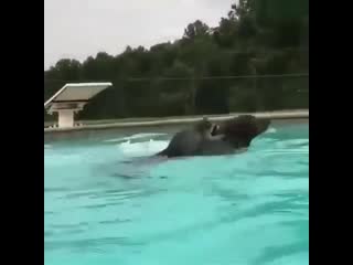 Вези меня пёсель!