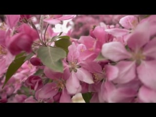 Messiah project in the garden of the venus (official video)