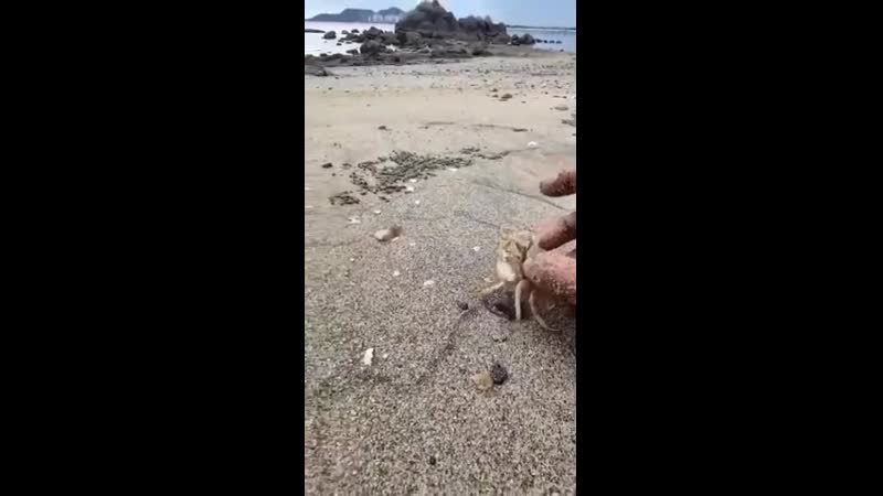 Гонщик нелегальный (vhs video)