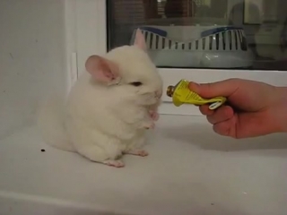 Шиншила смешно ножками топает!