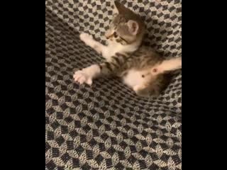 You guys seemed to enjoy tino this was too cute not to share with you all his instagram is @tabby tino if anyone is intereste