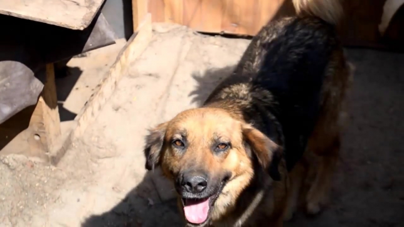 Цк азов "одеса" завітав до притулку тварин