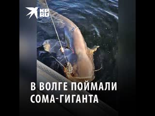 В волге поймали сома гиганта