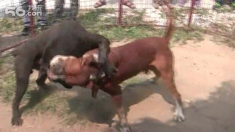 Собачьи бои кане корсо vs тоса ину