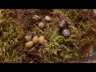 Распакоа посылки с улитками | караколусы, лимиколярии и цепеи