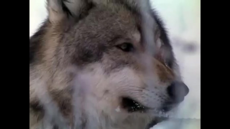 Волчья стая жизнь с волками документальный фильм