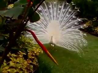 Парочка белоснежных павлинов 🎧