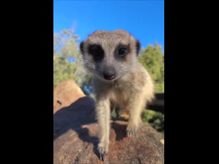 Милые суррикаты наслаждаются солнышком