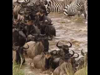 Unforgetable experience the mara river crossing serengeti