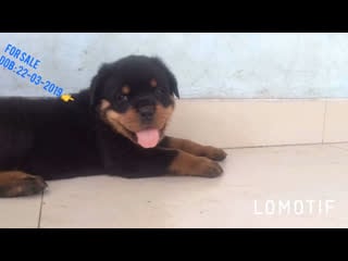 Видео от jual beli anjing indonesia