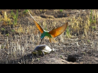 Blue cheeked bee eater vs european pond turtle