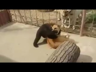 Медведь с некоторыми серьезными навыками борьбы (bear with some serious wrestling skills)