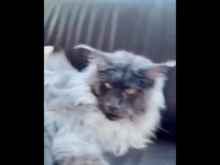 Волосатая братва mp4