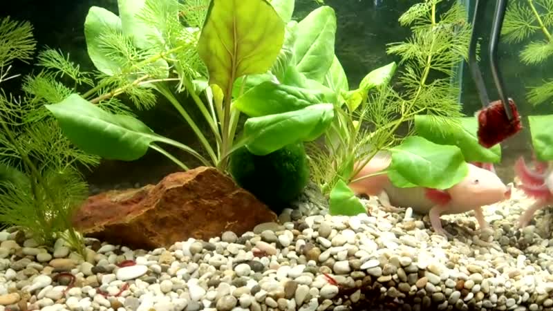 Аксолотль экзотическое домашнее молодые прадедушка дэдпула