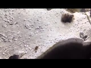 If bikini botton were real