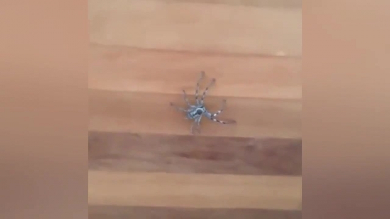 Домашний хорор